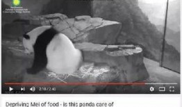 爆料美国动物园视频,揭秘动物真实生活状态